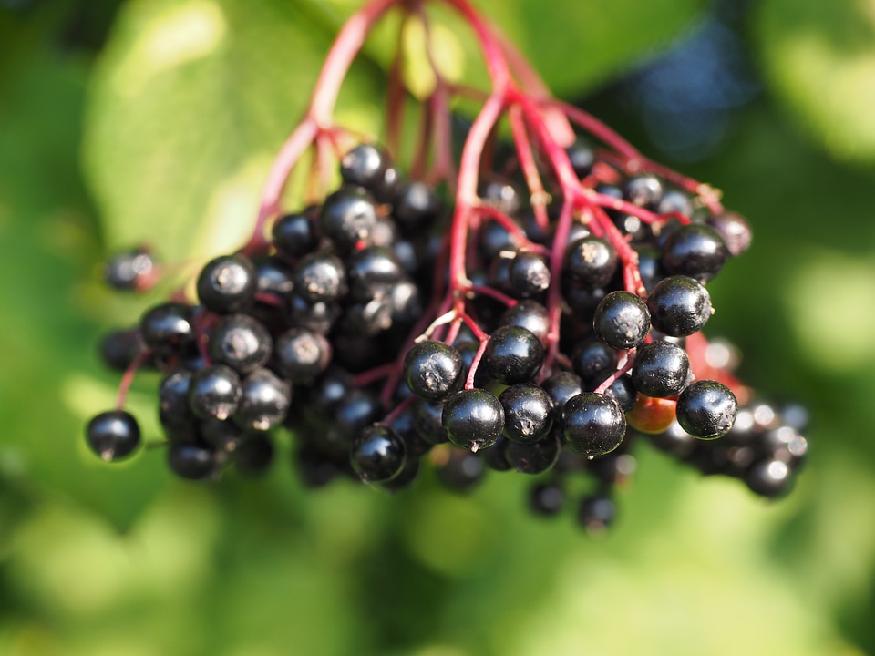Fruits black elderberry sambucus nigra