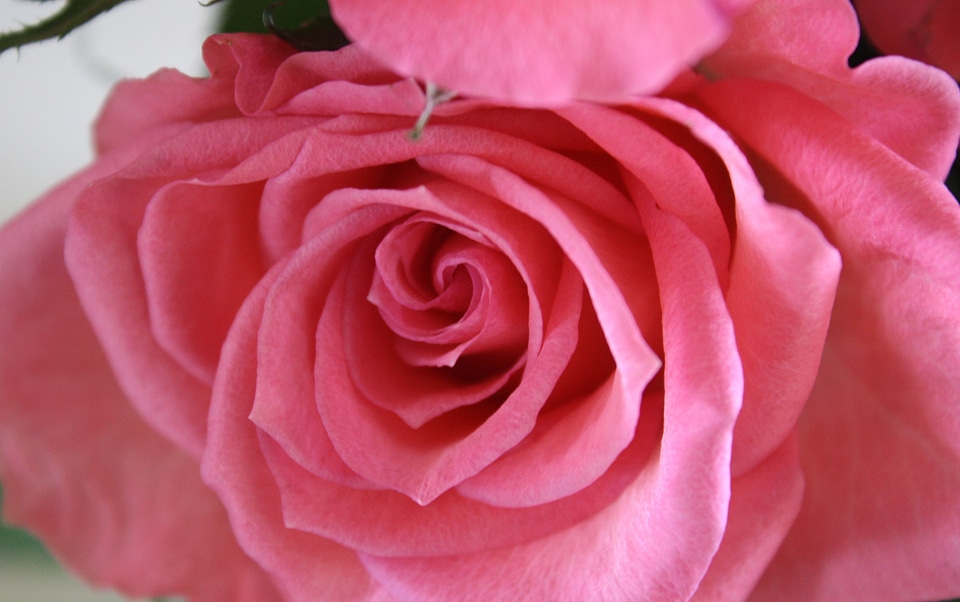 Garden nature pink rose