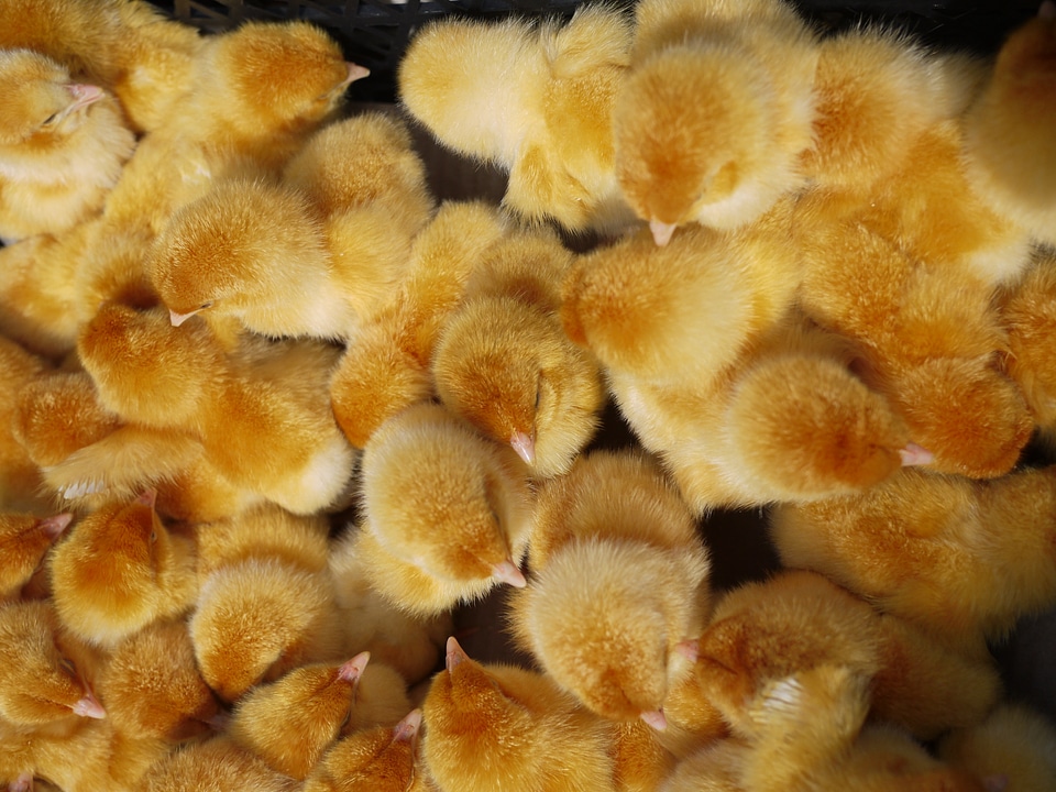 Yellow chicks fledglings