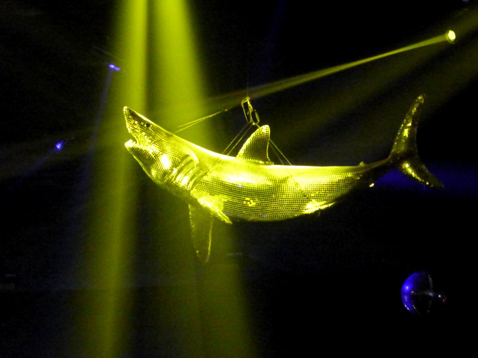 Disco Shark, Yuma tent