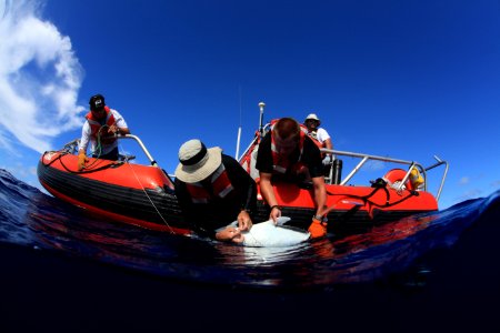 Tagging Trevally at Pearl and Hermes
