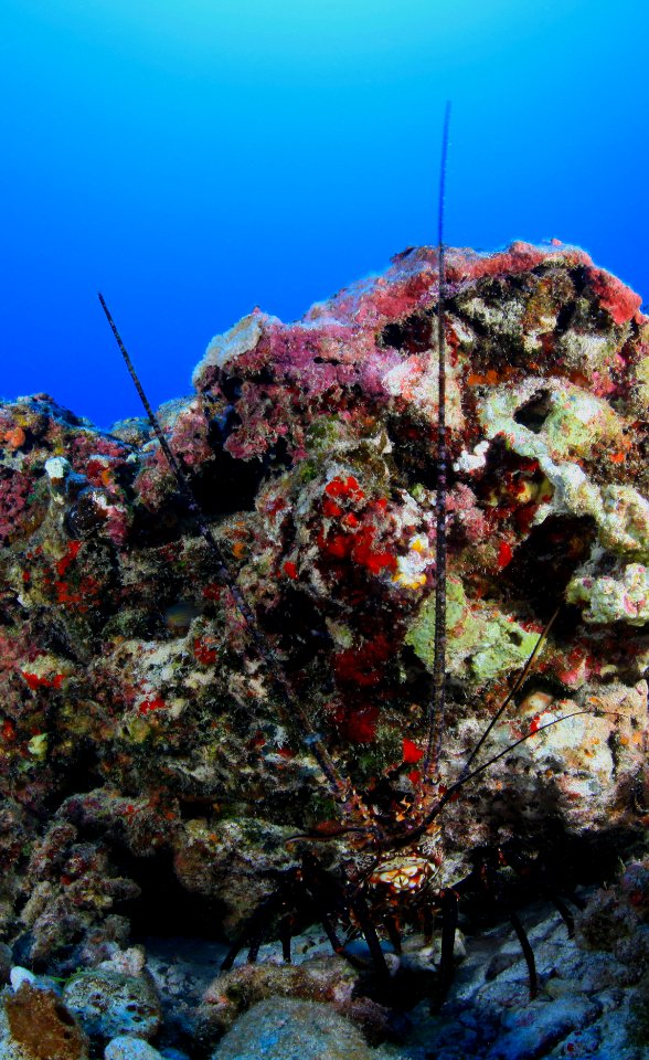 Lobster on Maro Reef