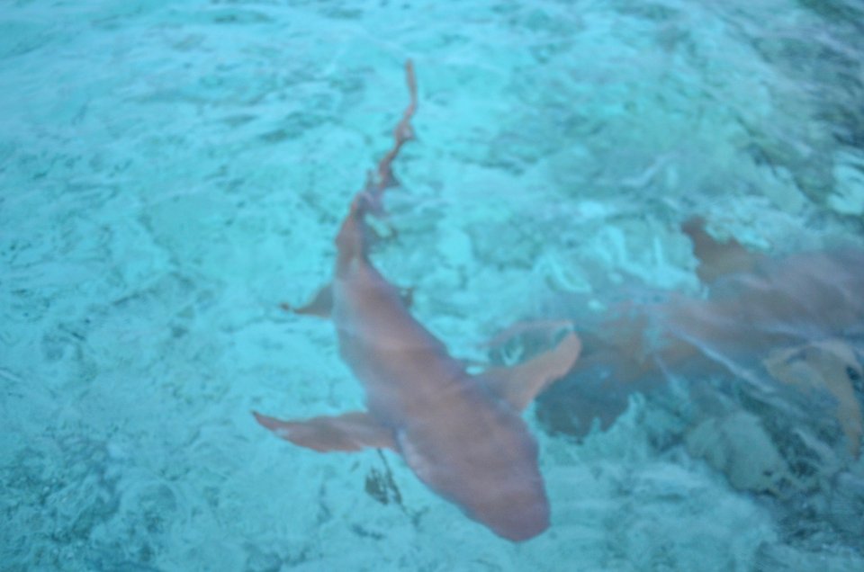 Maldives