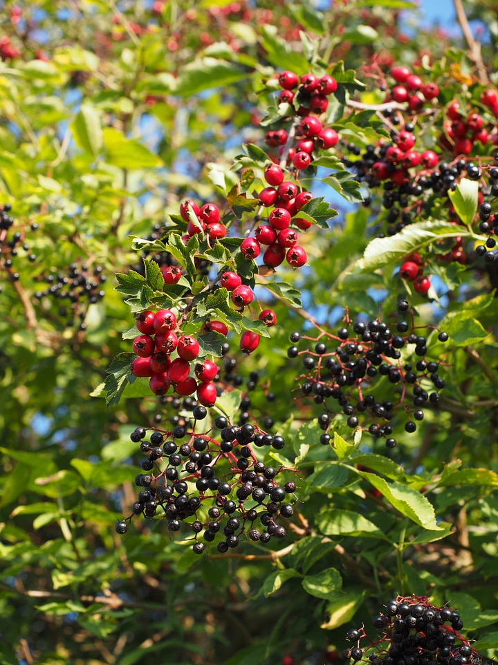 Berries fruits red