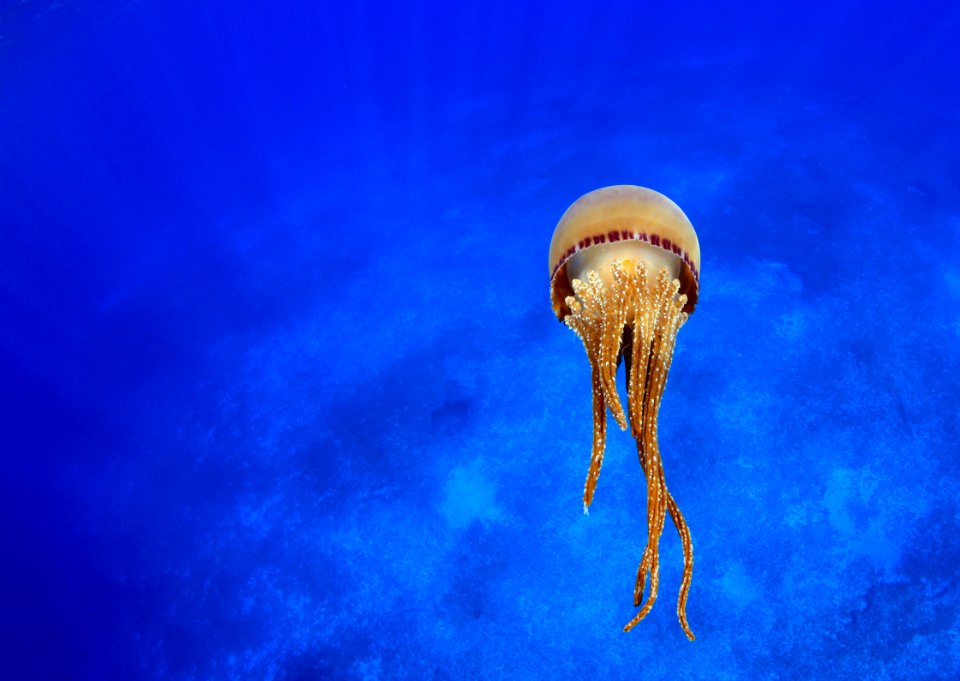 Jellyfish at Pearl and Hermes