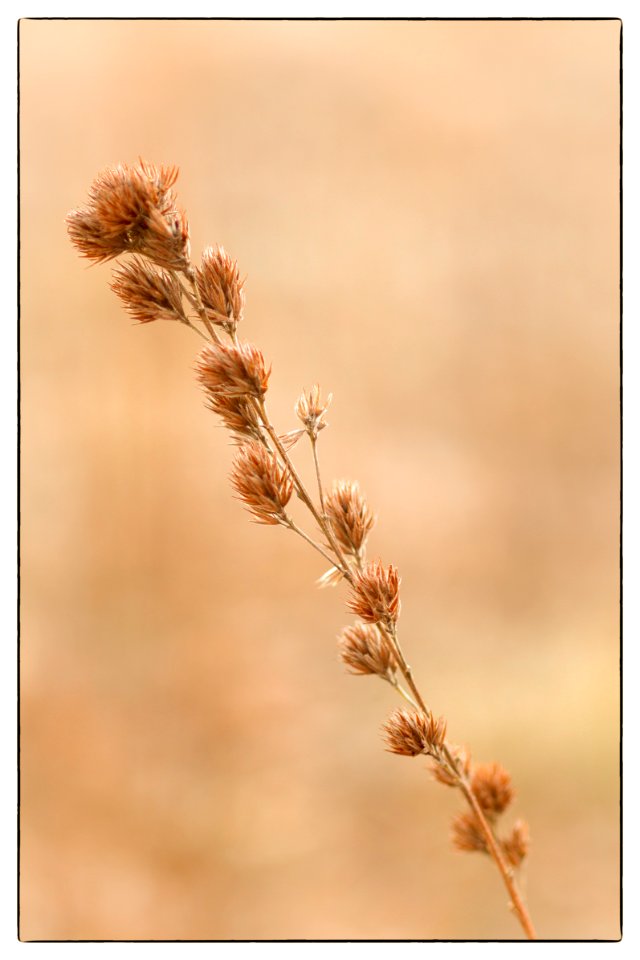 Winter  Detail III