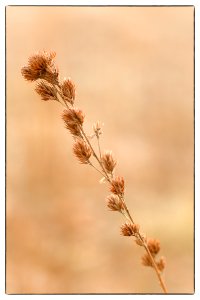 Winter  Detail III