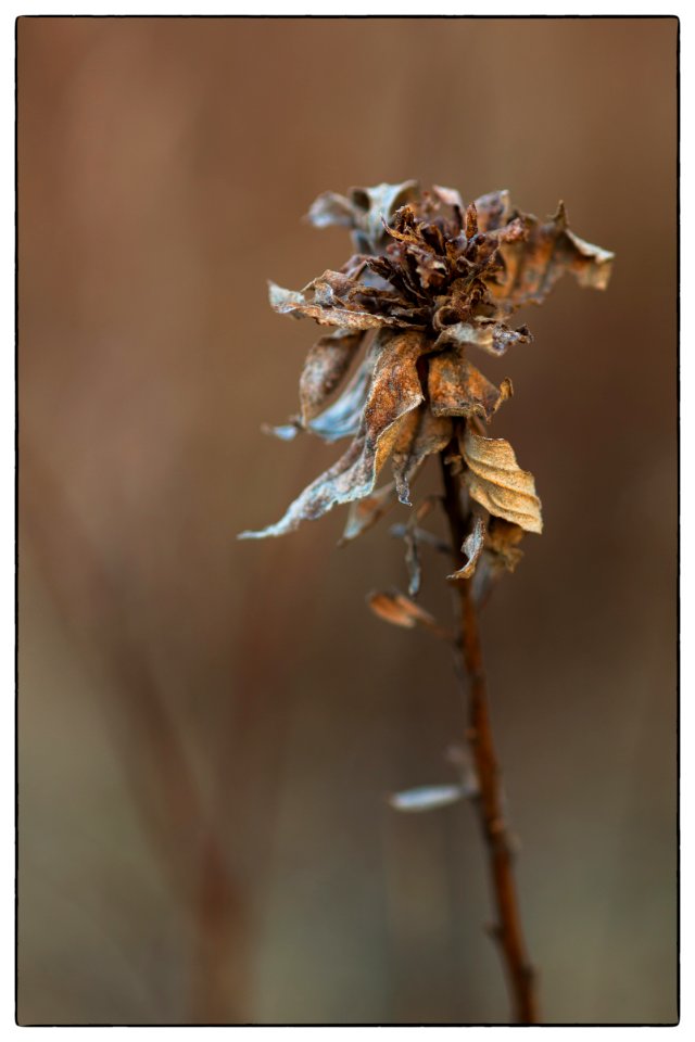 Winter  Detail IV