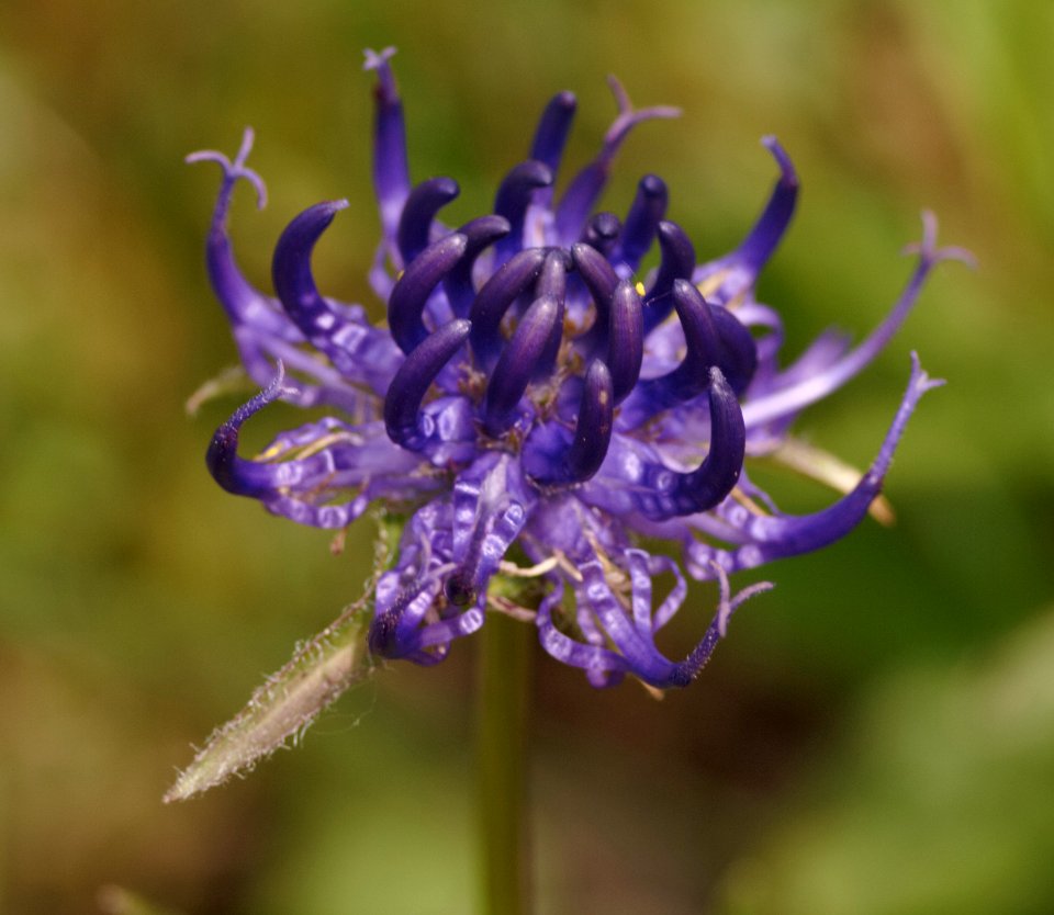 PHYTEUMA ORBICULARE