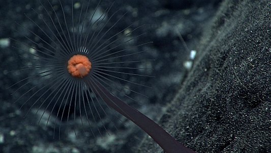 Solitary Hydroid photo