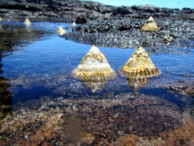 Blackfoot Limpets photo
