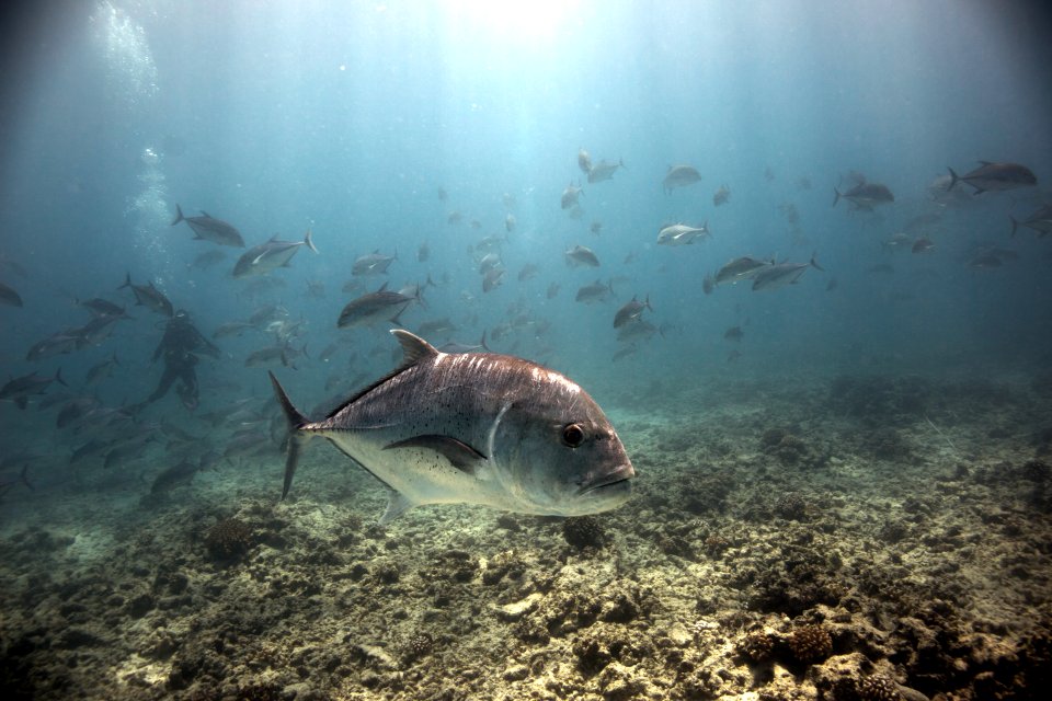 School of Trevally