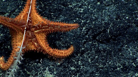 Sea Star Feeding