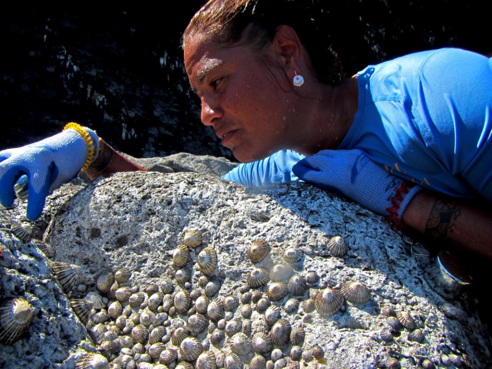 Makani Gregg Counting Limpets