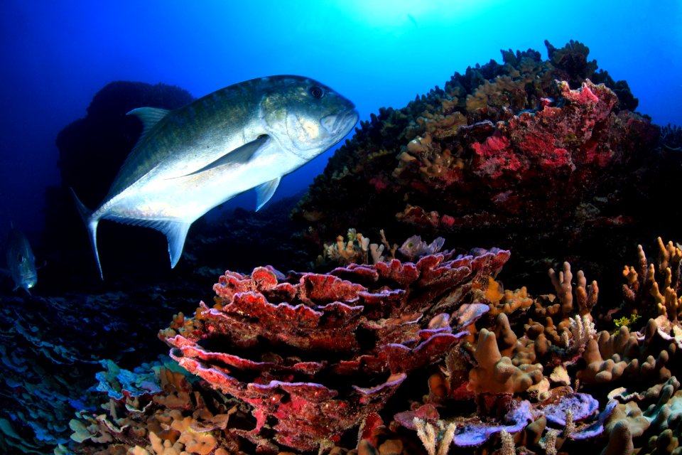 Coral and Giant Trevally at Lisianski Island