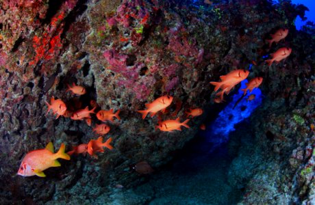 Bigscale Soldierfish and Longjaw Squirrelfish at Pearl and Hermes Atoll photo