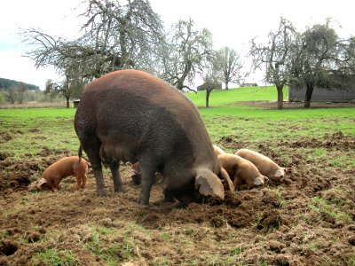Moma and babies hard at work