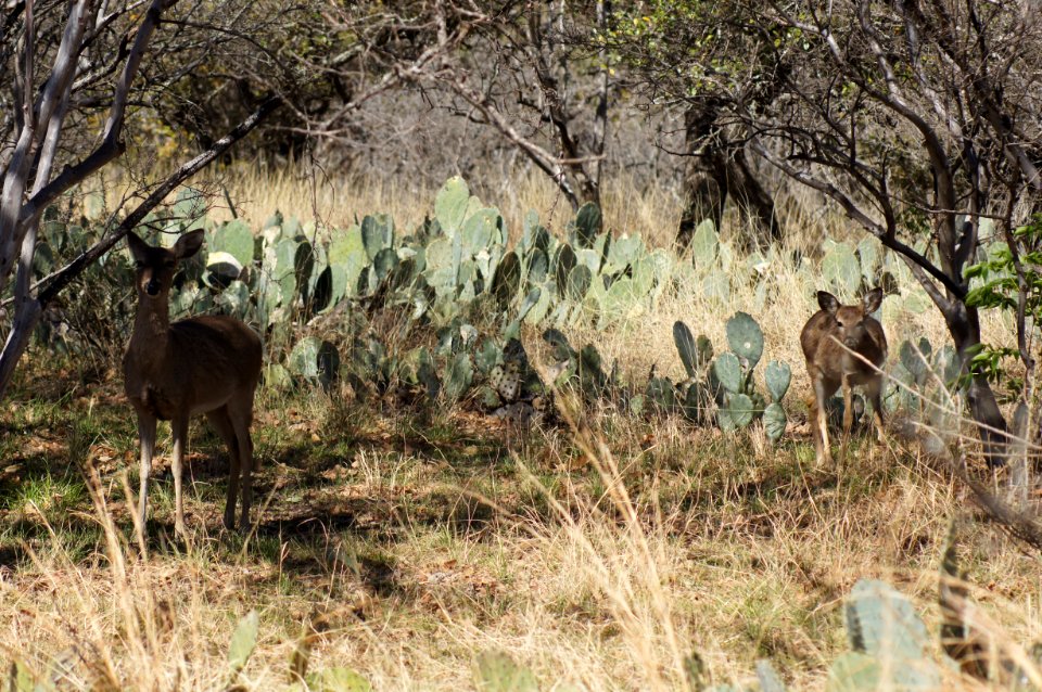 Deer at Enchanted Rock photo