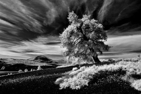 Infrared B&W Limber Pine on Inferno Cone