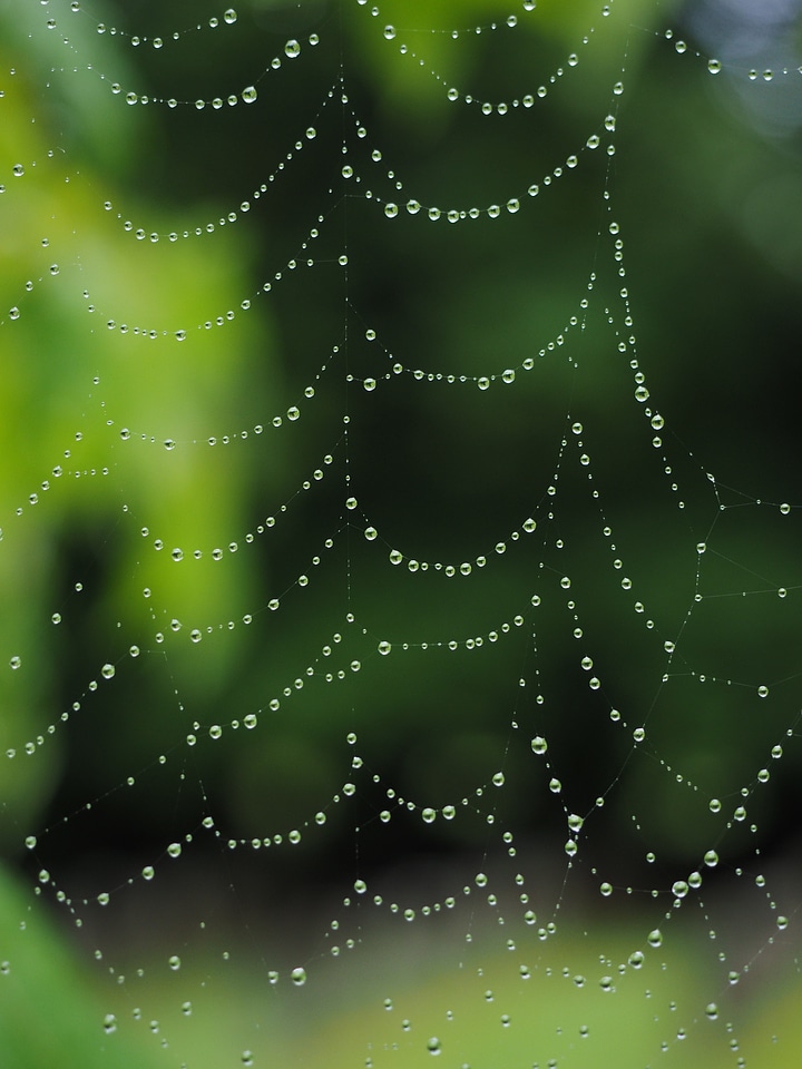 Morgentau dew autumn