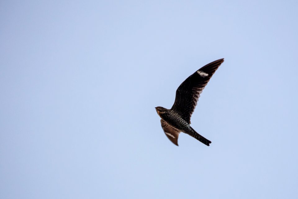 Common Nighthawk - Chordeiles minor