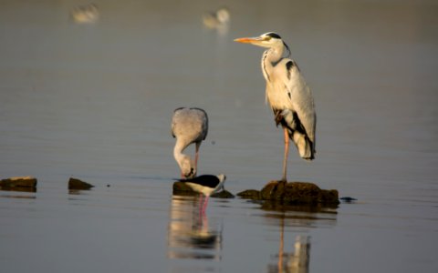 Grey Heron photo