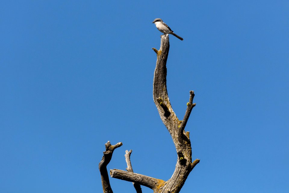 Loggerhead Shrike - Lanius ludovicianus