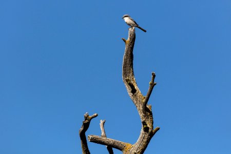 Loggerhead Shrike - Lanius ludovicianus photo