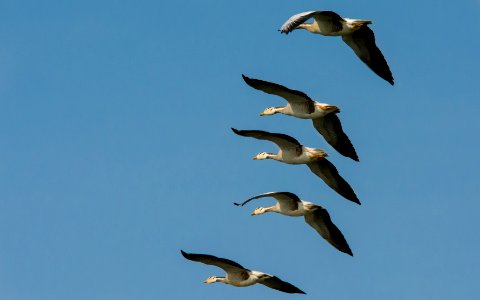 bar-headed geese flying in formation photo