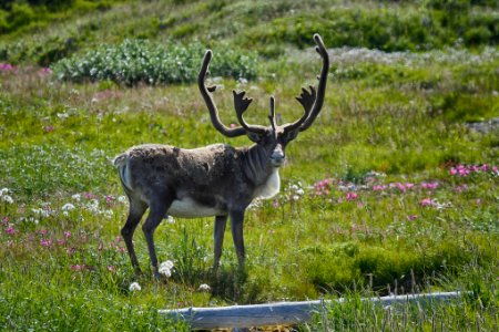 Caribou bull