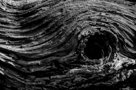 Weathered Limber Pine