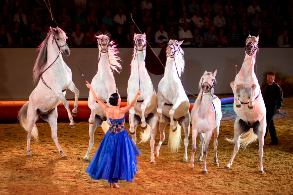 Zirkus OS171866