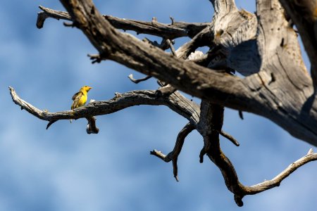 Western Tanager - Piranga ludoviciana