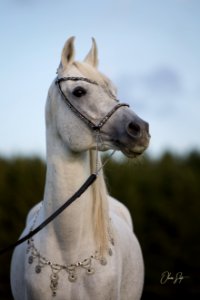 Dschandru OS170675