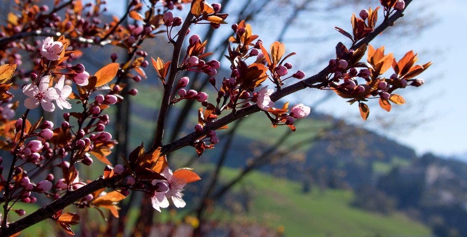 Primavera Sillian