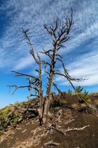 Old tree on Tree Molds Trail