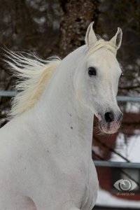 DschehimOSEI2611