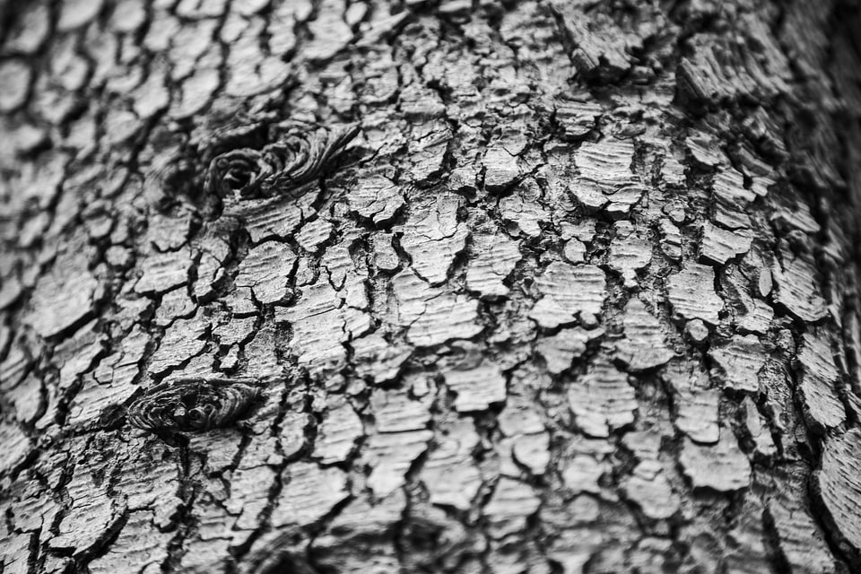 Memory tree wood plant