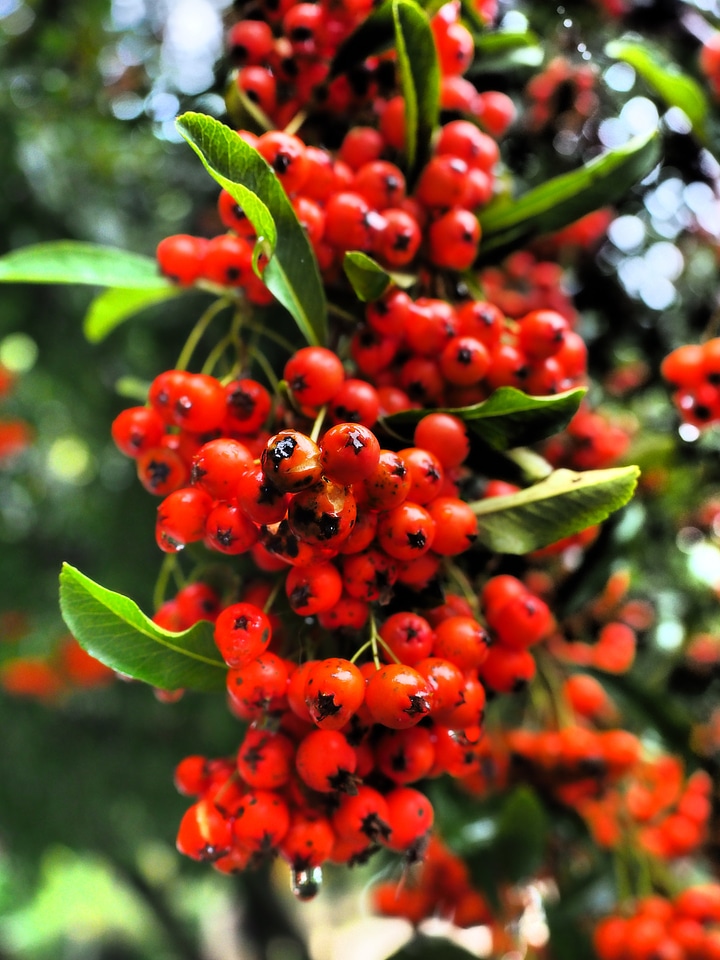 Red bush pyracantha