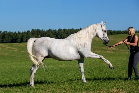 Dschesim 20165571
