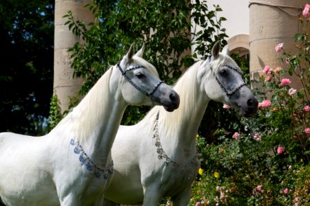 Shafali Dukna OS173507