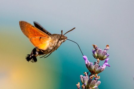 Insekten OS170129