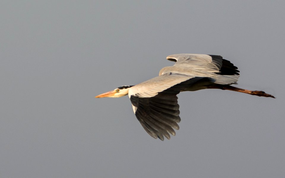 Grey Heron in flight