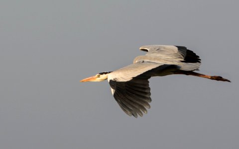 Grey Heron in flight photo
