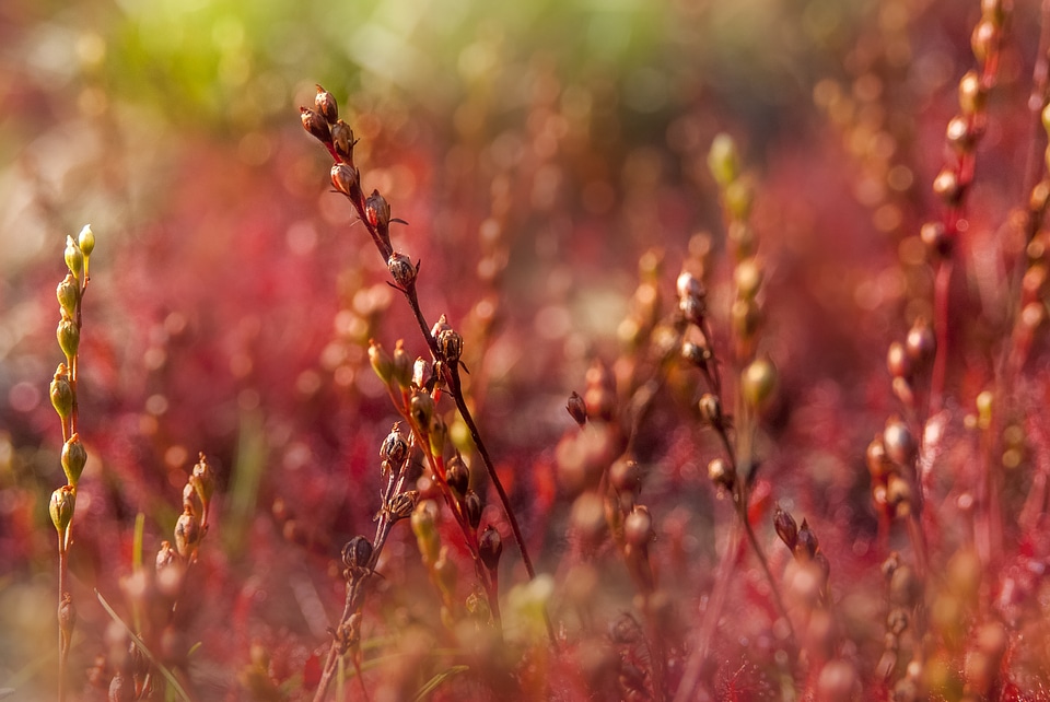 Plant nature fantasy