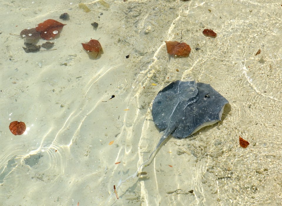 Maldives
