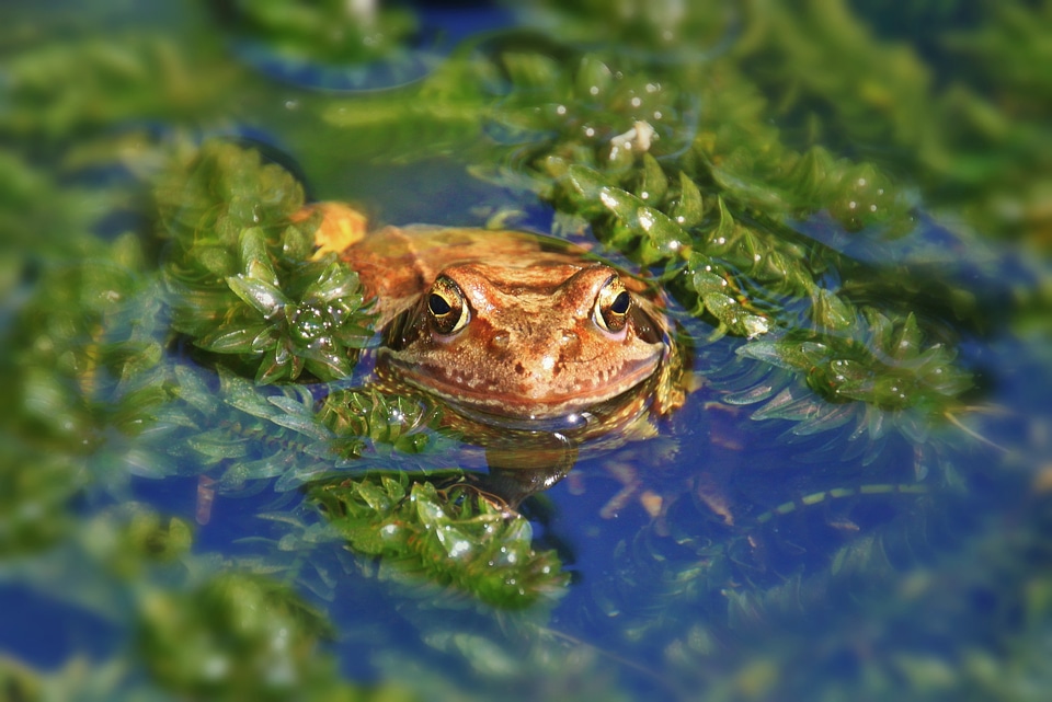 Pond garden pond animal portrait
