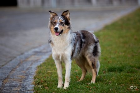 Hund 150085