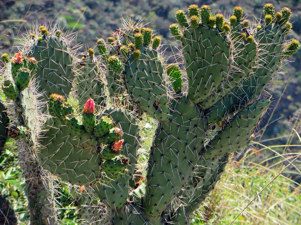 Flower thorns desert