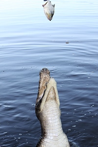 Alligator fish swamp photo